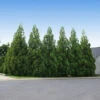 Cryptomeria Radicans -Green Plant Store Cryptomeria Radicans 600x600 f0794d61 8be6 47dd 9184 058f95af30dd