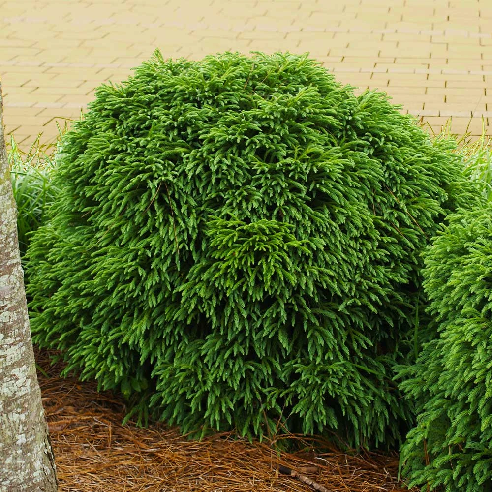 Cryptomeria 'Globosa Nana' Shrub 4 Cryptomeria 'Globosa Nana' Shrub - Image 2
