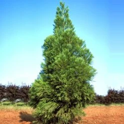 Yoshino Japanese Cedar 8 Yoshino Japanese Cedar -Green Plant Store Cryptomeria Yoshino 1