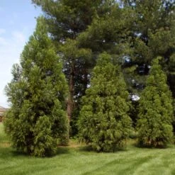 Yoshino Japanese Cedar 9 Yoshino Japanese Cedar -Green Plant Store Cryptomeria Yoshino 2