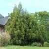 Yoshino Japanese Cedar 2 Yoshino Japanese Cedar -Green Plant Store Cryptomeria Yoshino FGT 600x600 f6fd6716 bc05 496c 9aa4 eb10a2750c8f