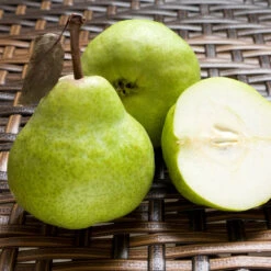 D'Anjou Pear Tree 10 D'Anjou Pear Tree -Green Plant Store DAnjou Pear 3 FGT da277ba9 1c1c 4f9f 9202 bc3a27216f3b