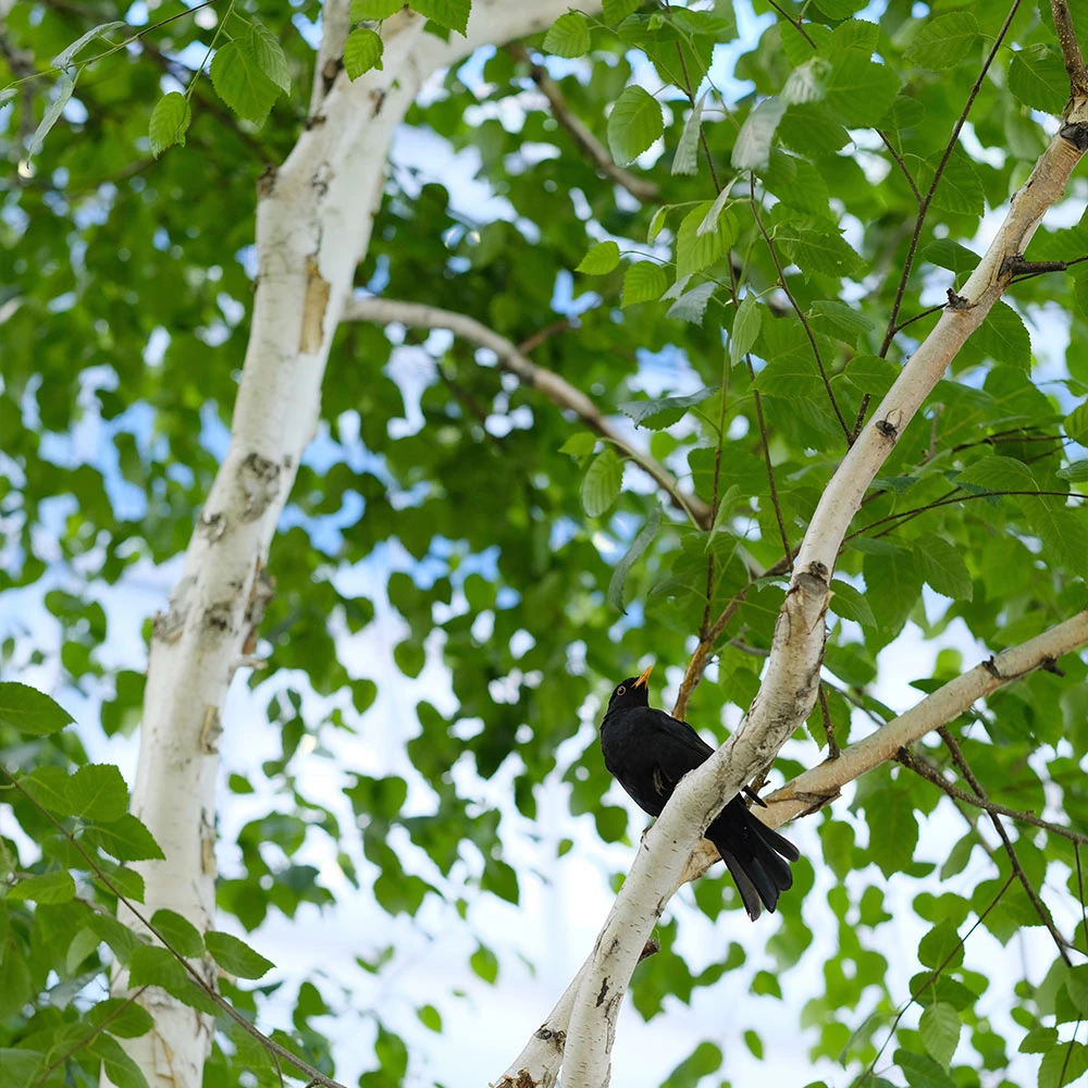 Dakota Pinnacle Birch Tree 6 Dakota Pinnacle Birch Tree - Image 4