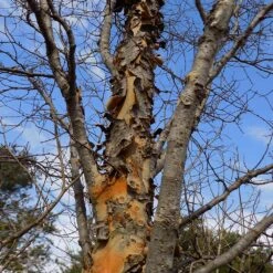 DannaSpire Columnar Elm Tree 13 DannaSpire Columnar Elm Tree -Green Plant Store Danaspire Elm 1