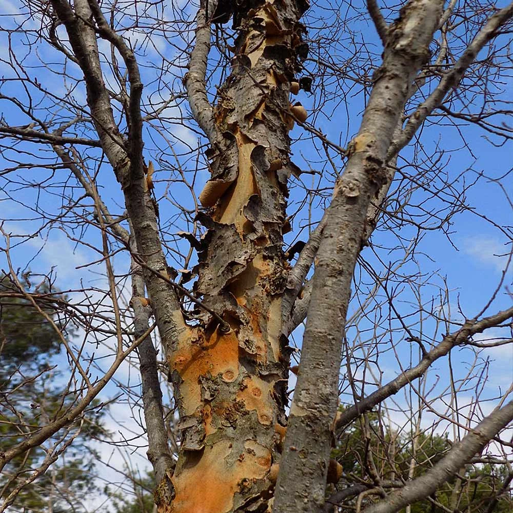 DannaSpire Columnar Elm Tree 8 DannaSpire Columnar Elm Tree - Image 6