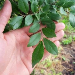 DannaSpire Columnar Elm Tree 10 DannaSpire Columnar Elm Tree -Green Plant Store Danaspire Elm 2