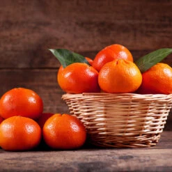 Dancy Tangerine Tree -Green Plant Store Dancy Tangerine 1 FGT