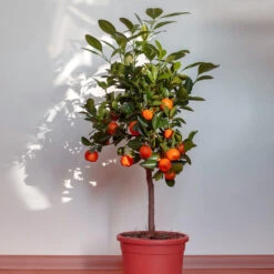 Dancy Tangerine Tree -Green Plant Store Dancy Tangerine 2 FGT