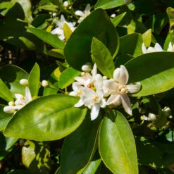 Dancy Tangerine Tree -Green Plant Store Dancy Tangerine 7