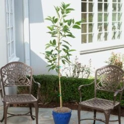 Condo™ Avocado Tree 10 Condo™ Avocado Tree -Green Plant Store Day Condo Avocado 1