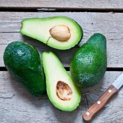 Condo™ Avocado Tree 12 Condo™ Avocado Tree -Green Plant Store Day Condo Avocado 5 FGT