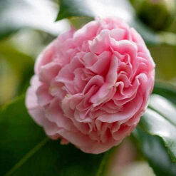 Debutante Camellia -Green Plant Store Debutante Camellia 3 FGT