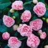 Debutante Camellia -Green Plant Store Debutante Camellia FGT 600x600 f8a218d0 799d 4080 83c6 295e65be57aa