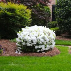 Delaware Valley White Azalea -Green Plant Store Delaware Valley Azalea FGT 2