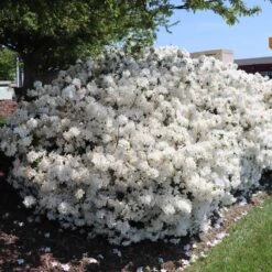 Delaware Valley White Azalea -Green Plant Store Delaware Valley Azalea FGT 3