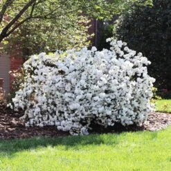 Delaware Valley White Azalea -Green Plant Store Delaware Valley Azalea FGT 4