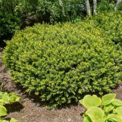 Dense Spreading Yew 8 Dense Spreading Yew -Green Plant Store Dense spreading yew 1