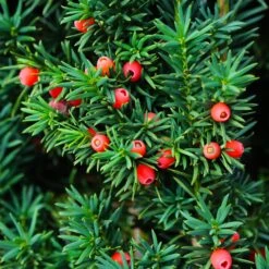Dense Spreading Yew 9 Dense Spreading Yew -Green Plant Store Dense spreading yew 3 FGT