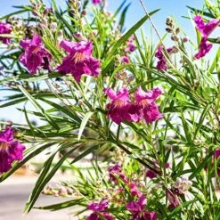 Bubba Jones Desert Willow -Green Plant Store Desert WIllow Bubba Jones 1