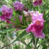 Bubba Jones Desert Willow -Green Plant Store Desert WIllow Bubba Jones 600x600 a9515f42 f813 44b7 b66d ed50ae000e31