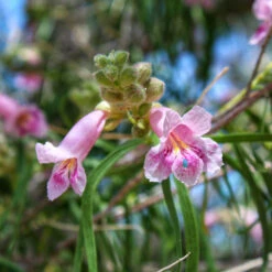 Bubba Desert Willow -Green Plant Store Desert Willow Bubba 2