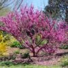 Don EGolf Redbud Tree -Green Plant Store Don E Golf Redbud FGT 600x600 c49249c0 d50c 46f7 91fb 098afcd5a4c7