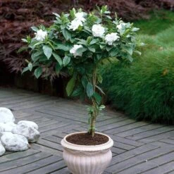 Double Blooming Gardenia Tree 10 Double Blooming Gardenia Tree -Green Plant Store Double Blooming Gardenia 6 FGT