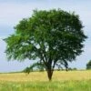Drake Chinese Elm Tree -Green Plant Store Drake Chinese Elm FGT 600x600 2b0efd71 b52d 4b6b ac94 7851b44048b9
