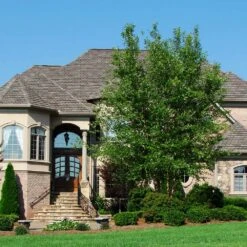 Dura Heat® River Birch 8 Dura Heat® River Birch -Green Plant Store Dura Heat River Birch 1