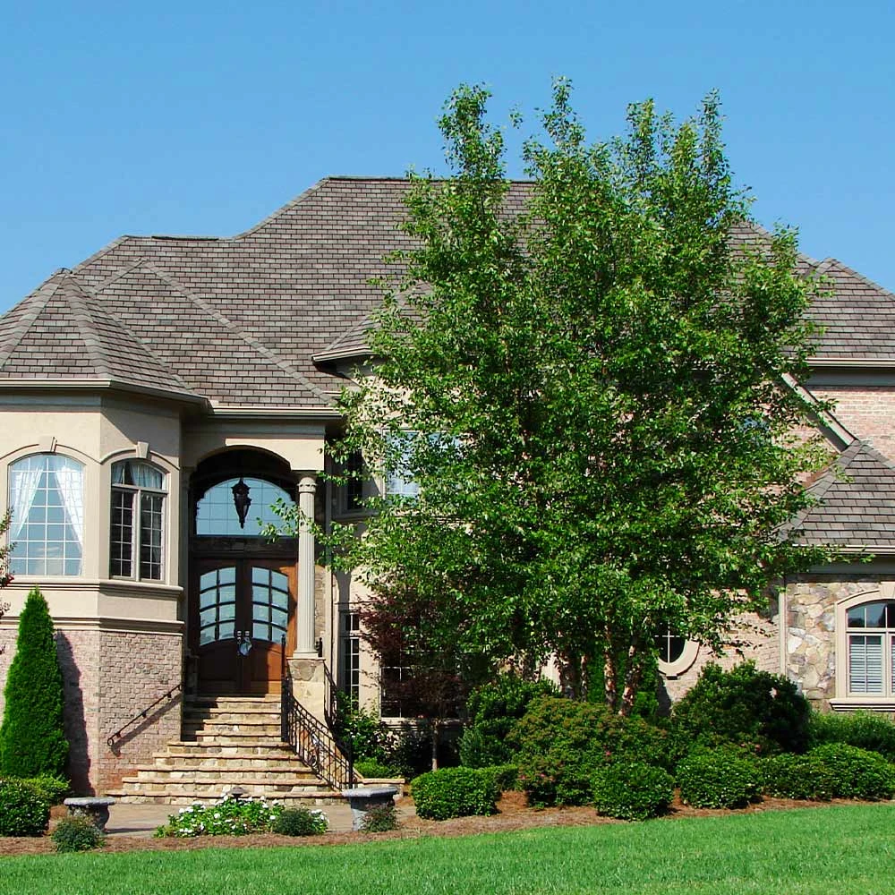 Dura Heat® River Birch 5 Dura Heat® River Birch - Image 3