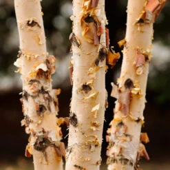 Dura Heat® River Birch 9 Dura Heat® River Birch -Green Plant Store Dura Heat River Birch 4