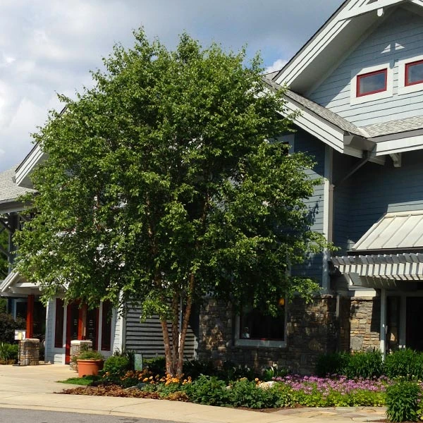 Dura Heat® River Birch 3 Dura Heat® River Birch