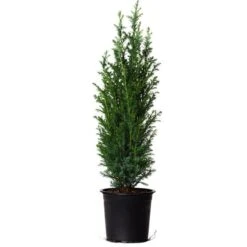 Dwarf Italian Cypress -Green Plant Store Dwarf Italian Cypress 800 Mainimage FGT