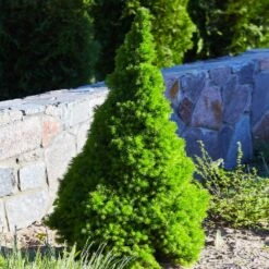 Dwarf Alberta Spruce -Green Plant Store Dwarf ALberta ALberta Spruce 3 FGT