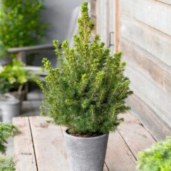 Dwarf Alberta Spruce -Green Plant Store Dwarf ALberta ALberta Spruce 5 FGT