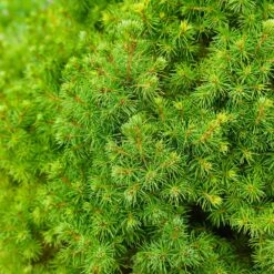 Dwarf Alberta Spruce -Green Plant Store Dwarf ALberta ALberta Spruce 6