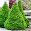 Dwarf Alberta Spruce 1 Dwarf Alberta Spruce -Green Plant Store Dwarf ALberta ALberta Spruce 600x600 FGT