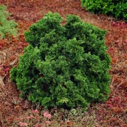 Dwarf Hinoki Cypress Shrub 10 Dwarf Hinoki Cypress Shrub -Green Plant Store Dwarf Hinoki Cypress 1