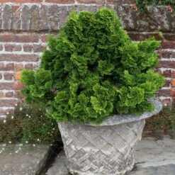 Dwarf Hinoki Cypress Shrub 11 Dwarf Hinoki Cypress Shrub -Green Plant Store Dwarf Hinoki Cypress 2