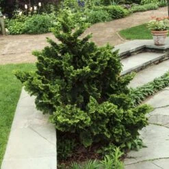 Dwarf Hinoki Cypress Shrub 9 Dwarf Hinoki Cypress Shrub -Green Plant Store Dwarf Hinoki Cypress 3