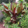Dwarf Red Banana Tree -Green Plant Store Dwarf Red Banana Plant 350 01