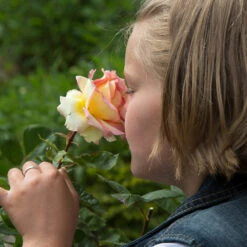 Euphoria® Rose Shrub 9 Euphoria® Rose Shrub -Green Plant Store EUphoria Rose Tree 1