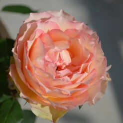 Euphoria® Rose Shrub 10 Euphoria® Rose Shrub -Green Plant Store EUphoria Rose Tree 2