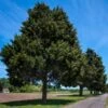Eastern Red Cedar Tree 1 Eastern Red Cedar Tree -Green Plant Store Eastern Red Cedar 600x600 FGT