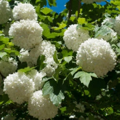 Eastern Snowball Bush -Green Plant Store Eastern Snowball 3 FGT