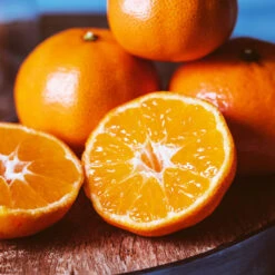 EasyPeel Clementine Tree 8 EasyPeel Clementine Tree -Green Plant Store Easy Peel Clementine 4 FGT