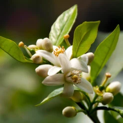 EasyPeel Clementine Tree 9 EasyPeel Clementine Tree -Green Plant Store Easy Peel Clementine 5