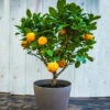 EasyPeel Clementine Tree 1 EasyPeel Clementine Tree -Green Plant Store Easy Peel Clementine FGT 600x600 7715f8b8 7ade 444c b849 5c8b79e452e4