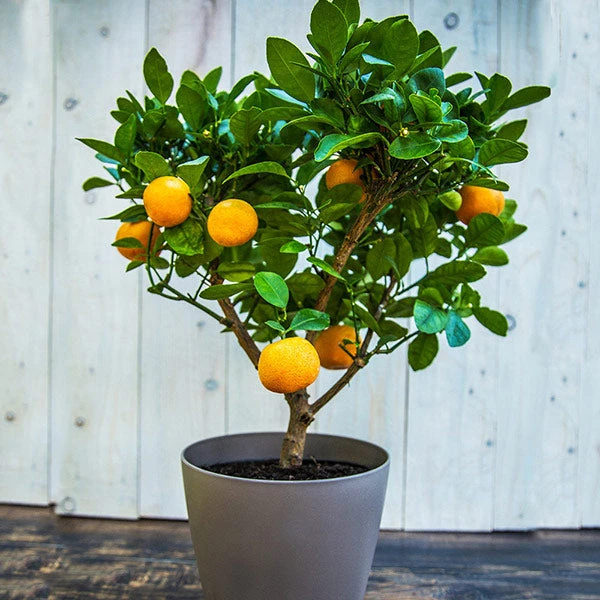 EasyPeel Clementine Tree 3 EasyPeel Clementine Tree