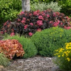 Eclipse® Bigleaf Hydrangea -Green Plant Store Eclipse Mophead 4